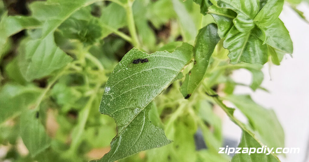 Black specks on Leaves