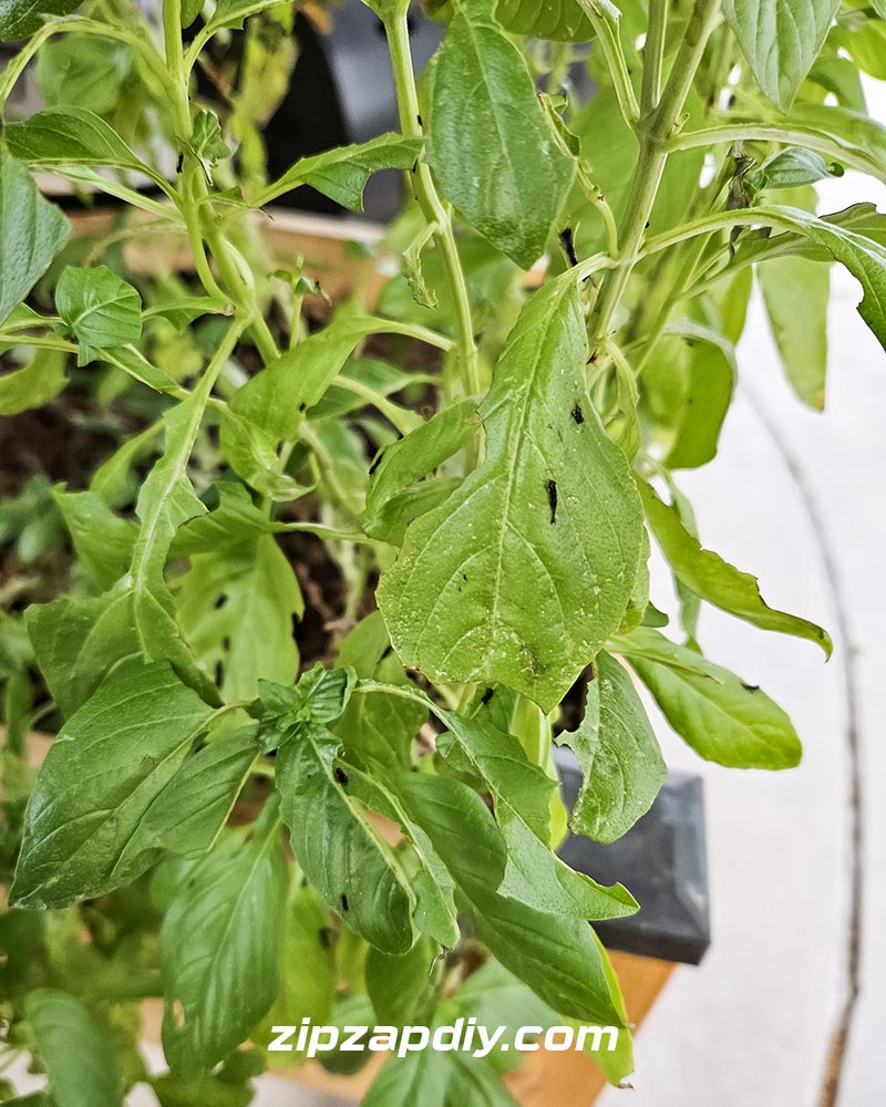 Black Spots on Vegetable Leaves